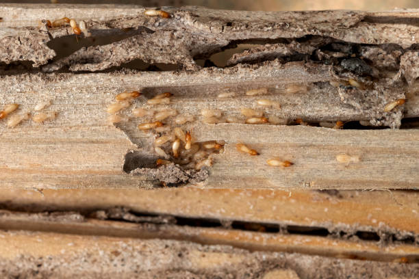Best Ant Control Services  in Ilion, NY