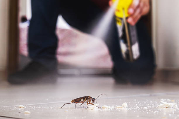 Best Wasp Removal Services  in Ilion, NY