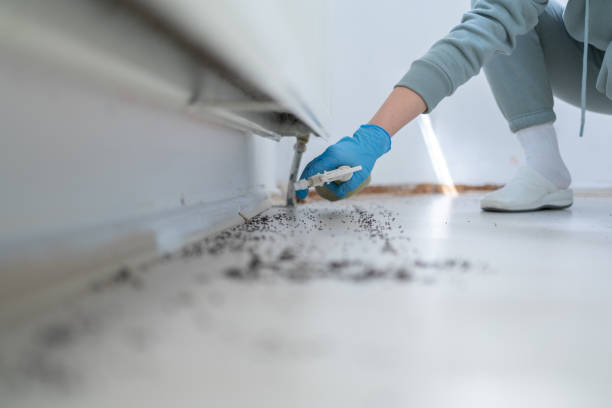 Best Affordable Pest Control Services  in Ilion, NY